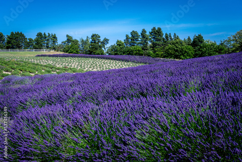 Vibrant Lavender Fields Crisscross Rolling Hills on a Sunny Summer Day