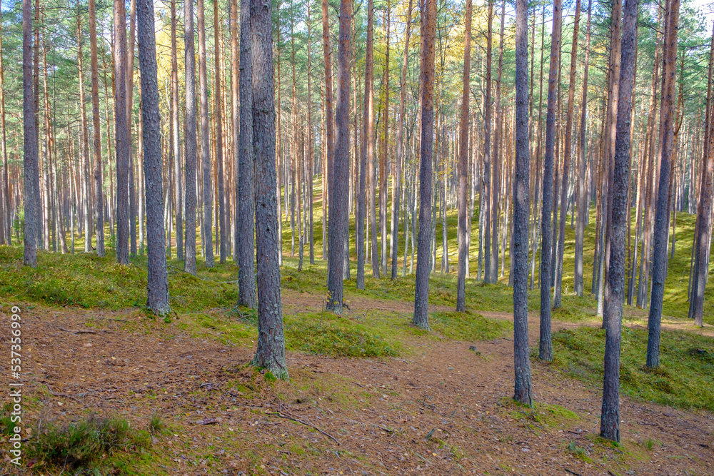 Fototapeta premium Latvian pine forests, green moss and stately trees. Gauja National Park in the vicinity of Valmiera, Autumn, October.