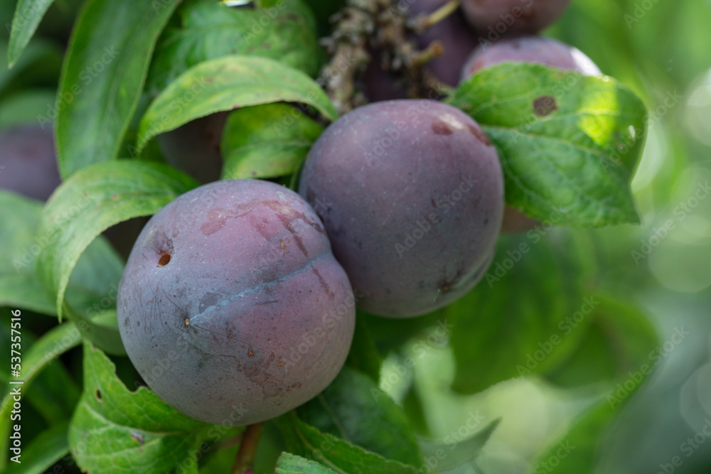 red organic plums on the branches of the tree red organic plums on the branches of the tree