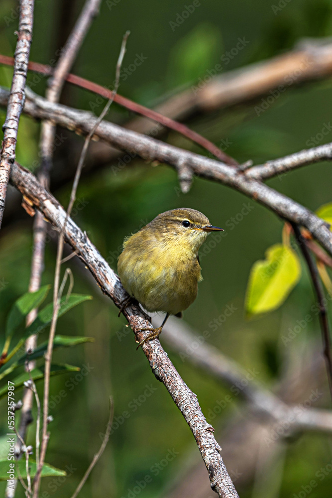 Obraz premium A small gray-yellow bird Phylloscopus sibilatrix sits on a branch among the foliage of a shrub