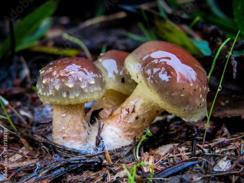 Pholiota velaglutinosa - Glutinous Mushrooms - Slime Mushrooms (Note: No common name designated)