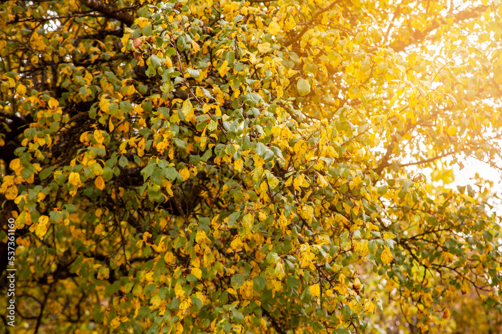 Baum im Herbst mit gelben vergilbten Blättern / Sonne / Herbst / Natur / Jahreszeit Baum im Herbst mit gelben vergilbten Blättern / Sonne / Herbst / Natur / Jahreszeit