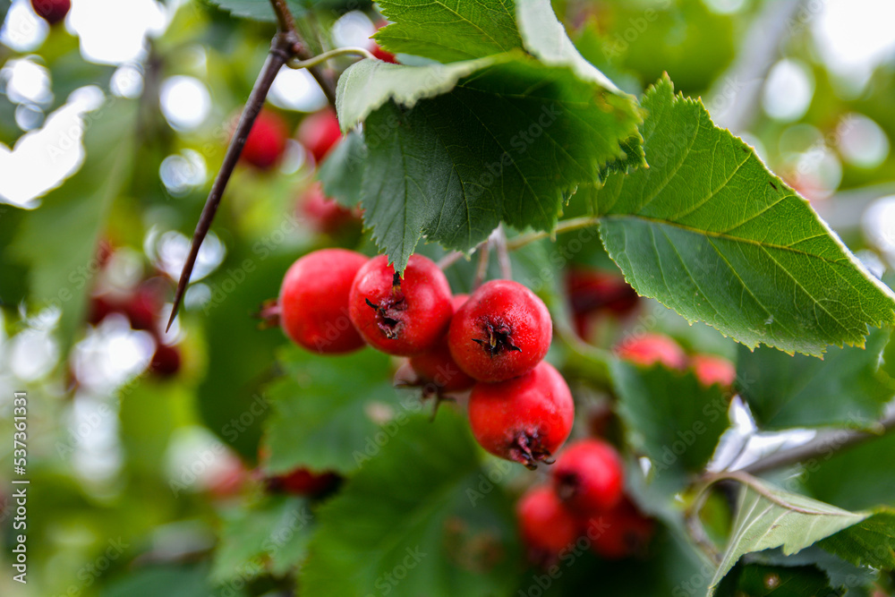 Red Hawthorn Berries. Red Hawthorn Berries.