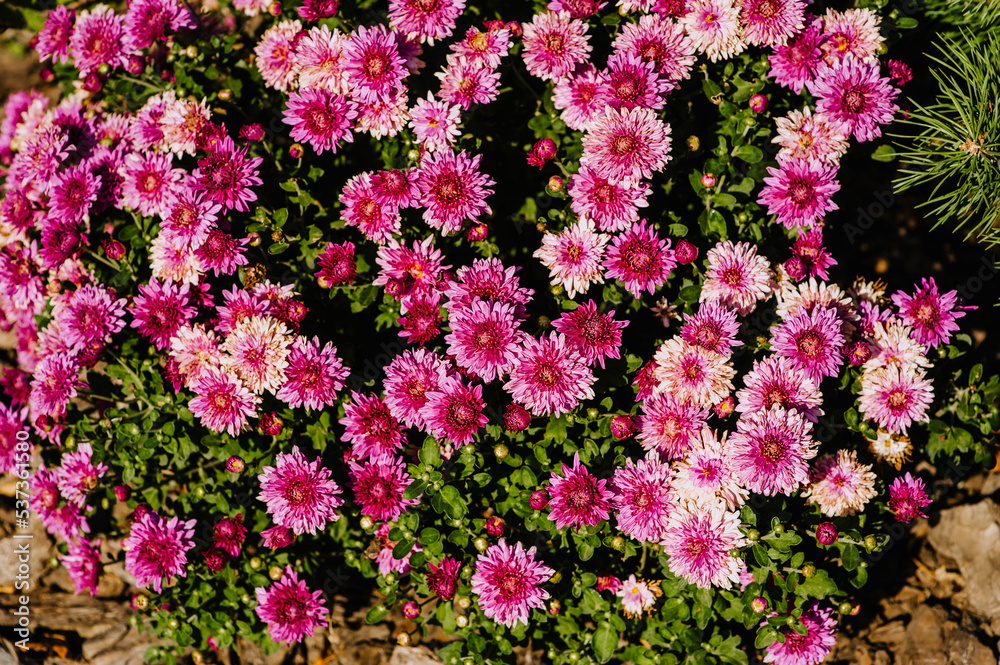 Background, texture of pink chrysanthemums growing in the garden.