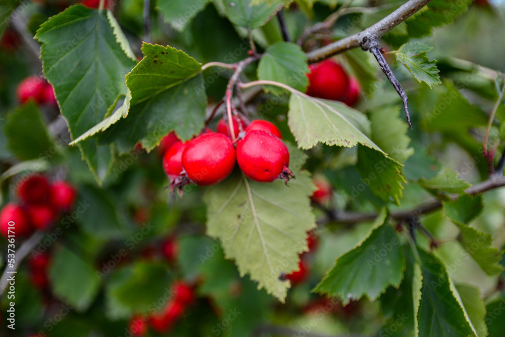 Red Hawthorn Berries. Red Hawthorn Berries.