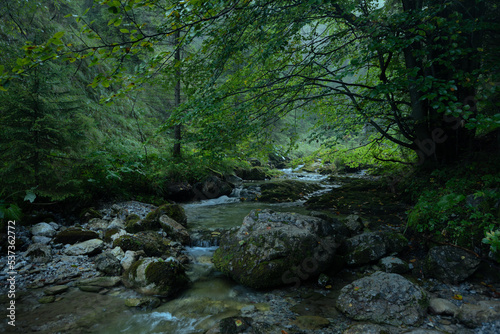 river in the forest