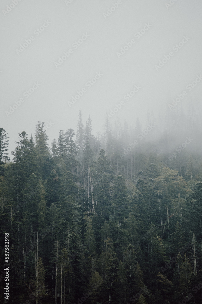 fog in the forest - obrazy, fototapety, plakaty 