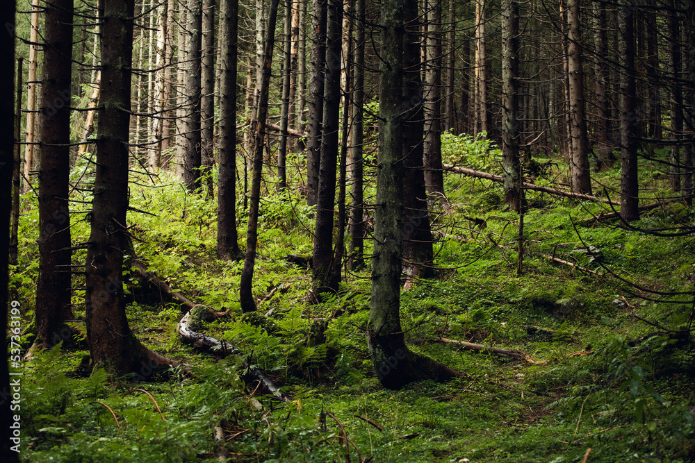 Fototapeta premium forest in autumn