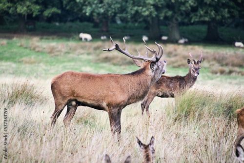 A view of a Red Deer in the Cheshire Countryside