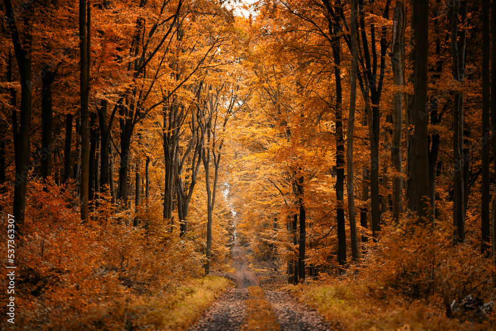 Obraz premium autumn in the forest