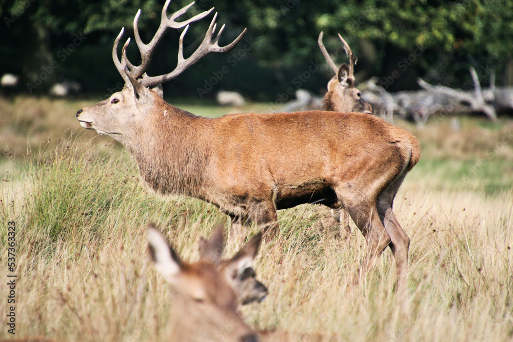 Obraz premium A view of a Red Deer in the Cheshire Countryside