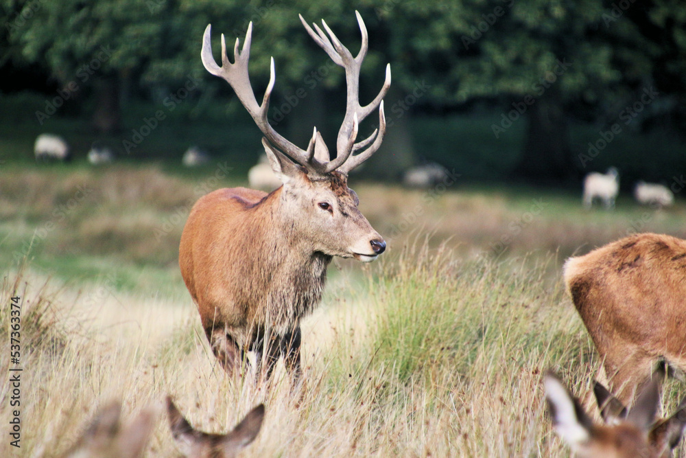 Obraz premium A view of a Red Deer in the Cheshire Countryside
