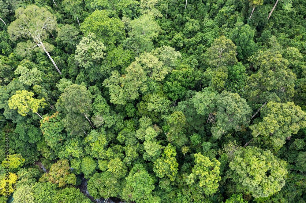 Directly above shot of tropical jungle in Tabin Lahad Datu, Sabah, Malaysia