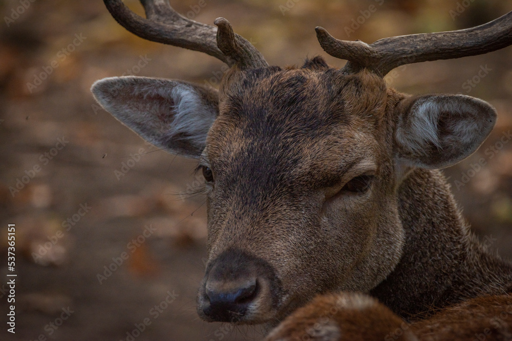 Fototapeta premium Fallow deer hairy animal lying in hot sunny autumn afternoon