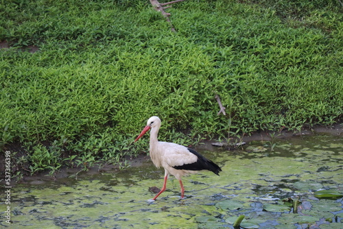 Stork on meadow near Marchegg castle, Austria
