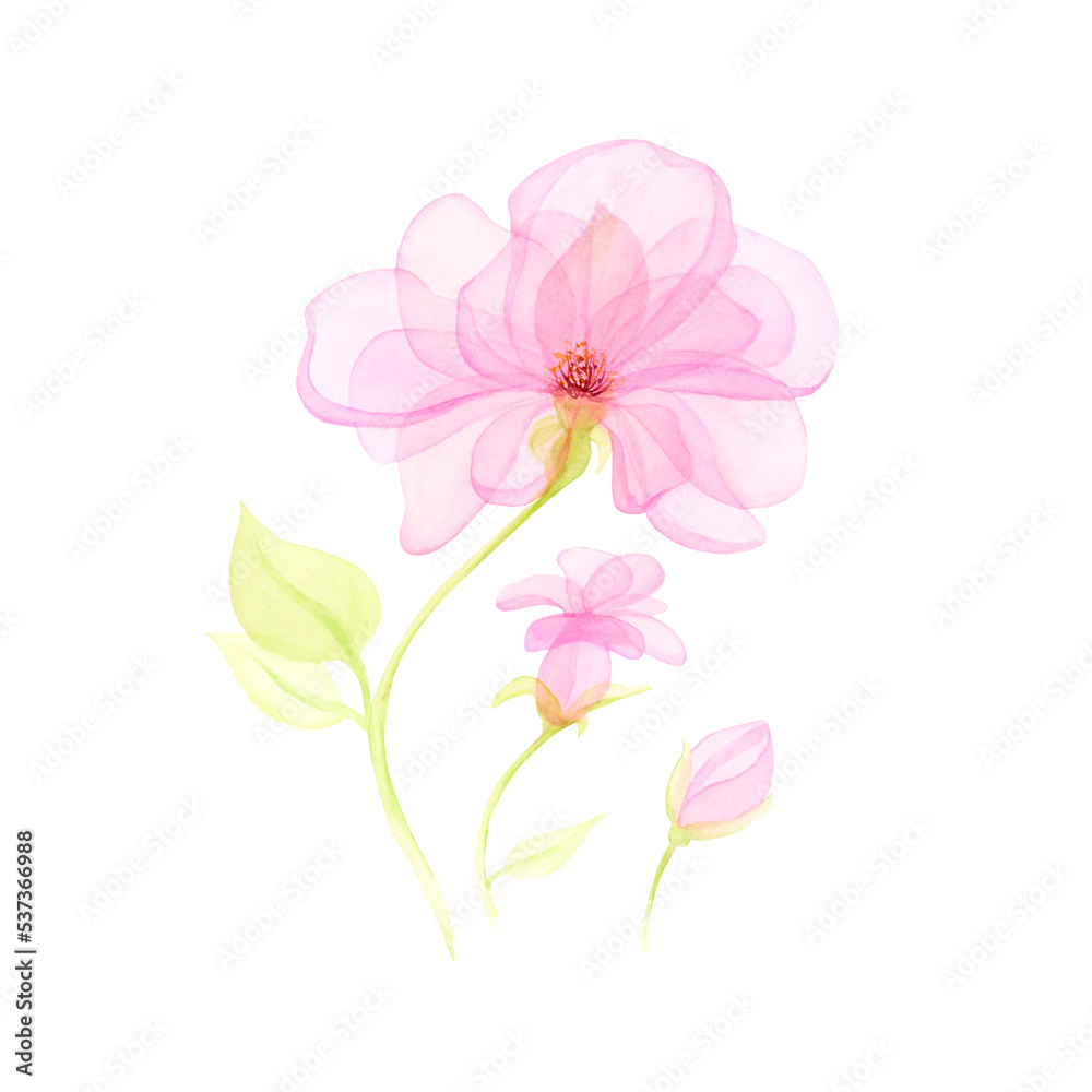 Watercolor Transparent floral set isolated on a white collection of roses