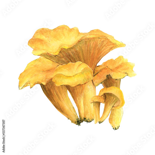 watercolor illustration of mushrooms. Chanterelles bright orange