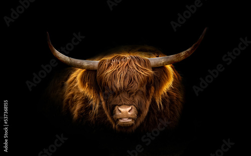 Scottish Highland cow in winter