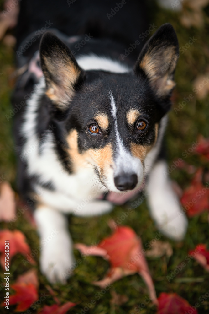 Tri colored Pembroke Welsh corgi laying outside next to colorful fall foliage leaves. Toronto Ontario