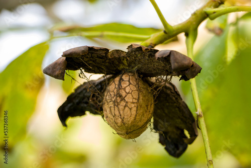Walnut on a walnut tree waiting to be harvested. Ripe walnut.