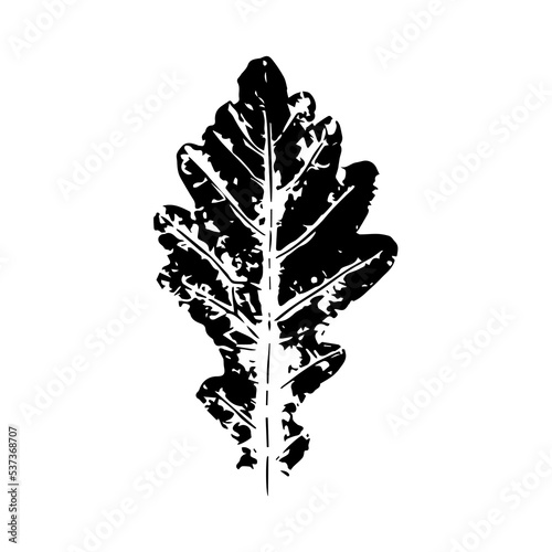 Black imprint of oak leaf. Botanical decoration with veins and elements of foliage. Shabby silhouette tracery of autumn and summer vector forest