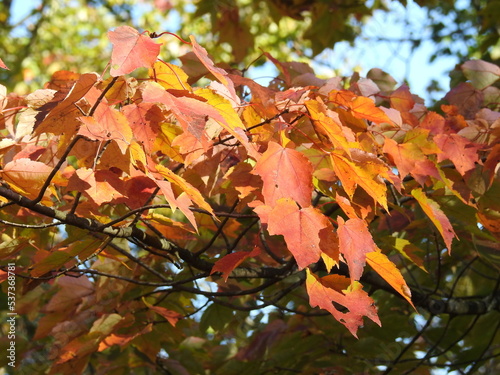 Beautiful woodland foliage, red maple leaves in autumn, Franklin County, Swanton, Vermont.	 photo