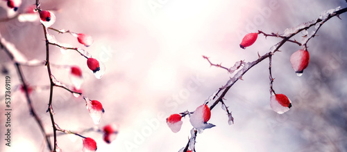 Ice-covered branches of rose hips with red berries in the morning during sunrise