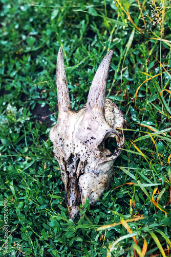 White goat skull in green grass. Remains of animals