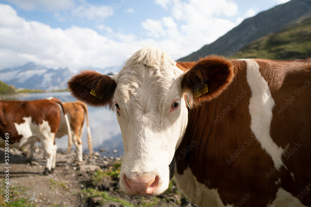 Cow on the Alpine meadow. Jungfrau region, Switzerland Cow on the Alpine meadow. Jungfrau region, Switzerland