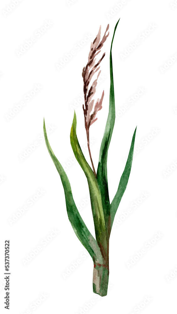 Sugar cane with leaves. Watercolor hand drawn illustration, isolated on white background