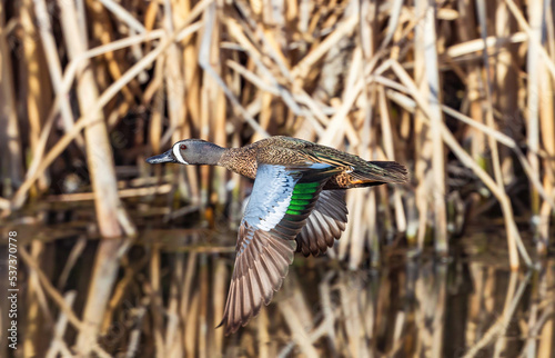 A Blue Winged Teal flying through a Wetland corridor with colorful wing feathers. Viewed at close range. photo