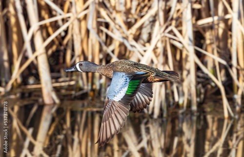 Photography A Blue Winged Teal flying through a Wetland corridor with colorful wing feathers