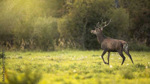 Red deer, cervus elaphus, stag walking away and looking up into to sun glare. Wild animal with antlers illuminated by light rays. Wildlife in nature.