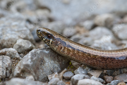 Golden beauty on a gray path. A slowworm lies on a gravel path. She's not a snake, she's a legless lizard.