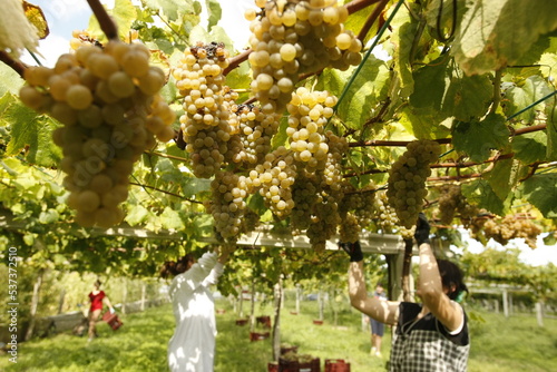 A woman collects white grapes to make Albariño wine. Bunches of albariño grapes photo