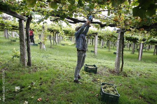 A day laborer harvests Albariño wine grapes on a vine in Galicia photo