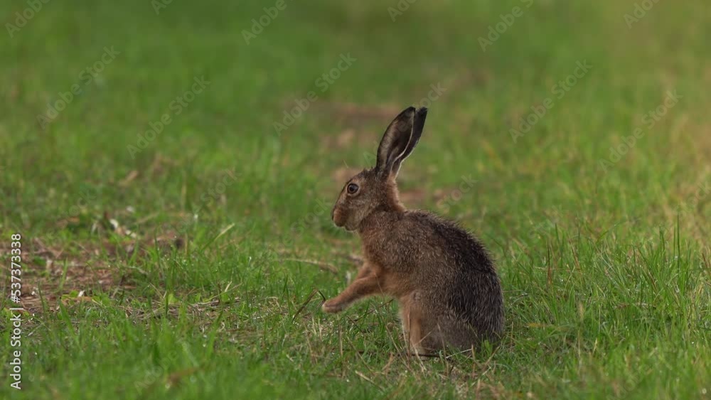 A European hare (Lepus europaeus) polishing its wet fur A European hare (Lepus europaeus) polishing its wet fur