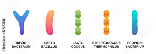 Probiotics. Microscopic probiotics. Bacteriology. Bifidobacterium, lactobacillus, lactococcus, streptococcus thermophilus, propionibacterium. photo