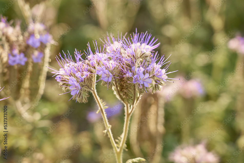 Purple flowers close up with a blurred background. Purple flowers close up with a blurred background.