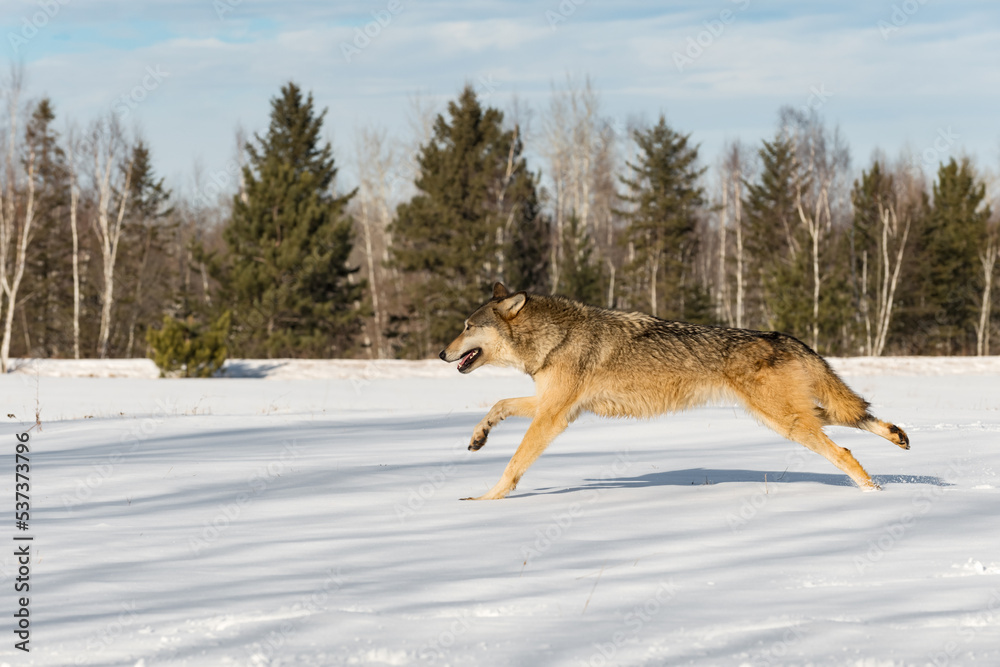 Grey Wolf (Canis lupus) Runs Full Out Left in Snowy Field Winter