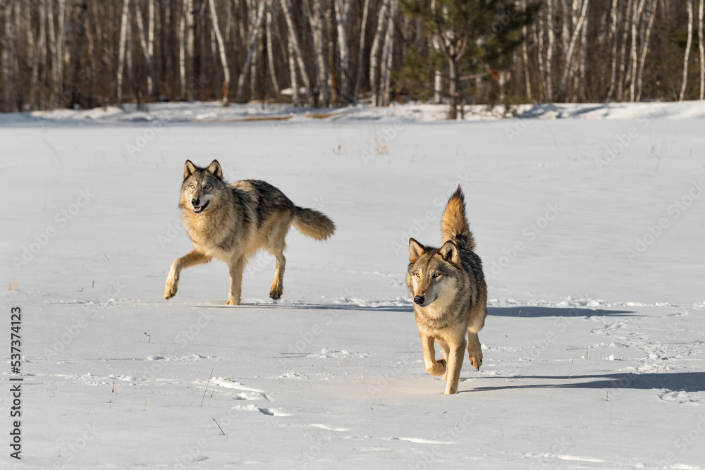 Grey Wolves (Canis lupus) Runs Forward in Snowy Field Tail Up Winter Grey Wolves (Canis lupus) Runs Forward in Snowy Field Tail Up Winter