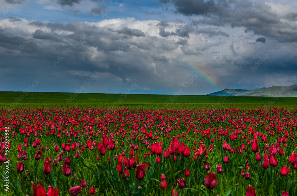 field of tulips and sky