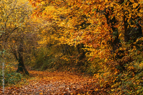 Autumn forest. Gold autumn concept. Magical autumn. Seasons
