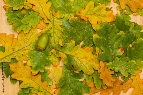 Oak leaves and acorns on a wooden table as a background