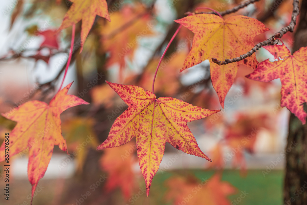  Autumn leaves on a tree branch closeup. Red foliage closeup. Autumn forest. Gold autumn concept. Magical autumn. Seasons