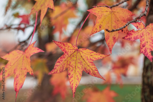  Autumn leaves on a tree branch closeup. Red foliage closeup. Autumn forest. Gold autumn concept. Magical autumn. Seasons
