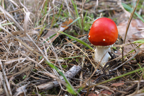 A small fly agaric with a red hat in the autumn grass. Close-up. Side view
