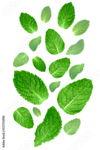 Levitation of mint leaves isolated on white background.