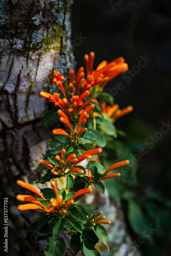Pyrostegia venusta, orange trumpet vine, growing over a tree at Parque das Mangabeiras in Belo Horizonte, Brazil.