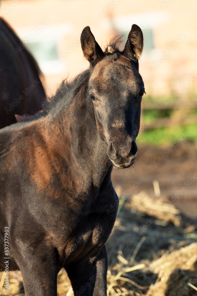 portrait of black colt posing in paddock at sunny autumn day. farm life portrait of black colt posing in paddock at sunny autumn day. farm life